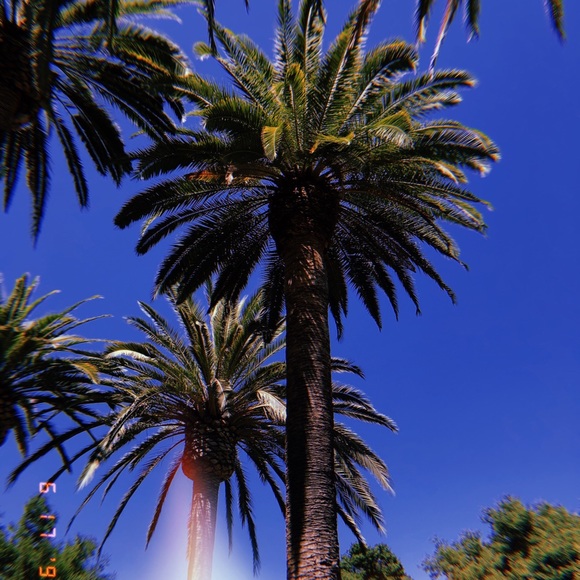 Meet your Posher, Haley - Picture 1 of 1